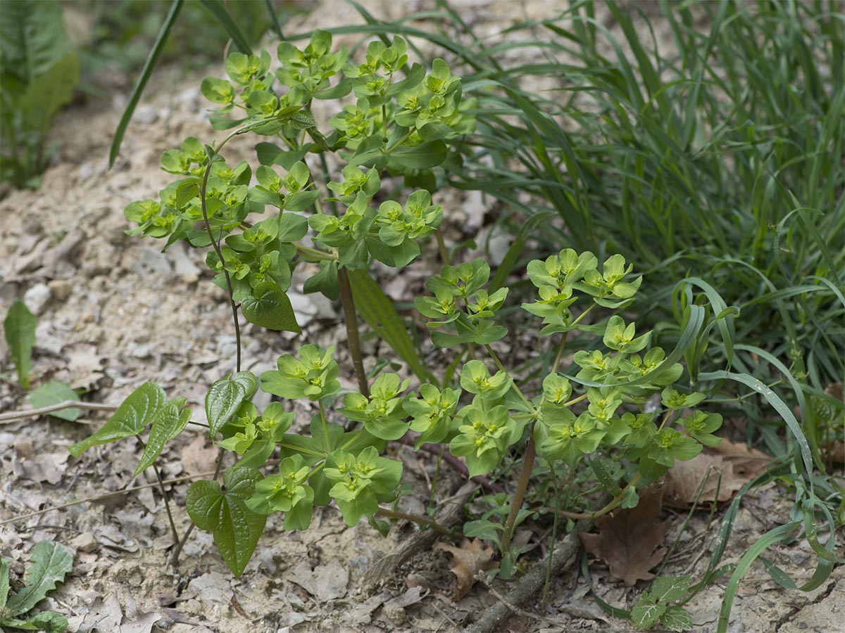 Habitus